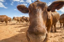 Cow from herd gets close — Stock Photo