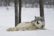 Серый волк лежал на снегу — стоковое фото