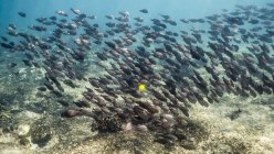 Scuola di principalmente Brown Surgeonfish — Foto stock