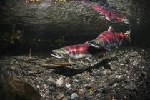 Sockeye salmon spawning pair — Stock Photo
