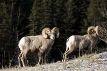 Male Bighorn Sheep — Stock Photo