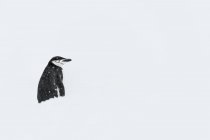 Pingouin Chinstrap debout dans la neige — Photo de stock