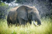 Слон стоїть у високій траві — стокове фото