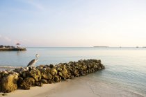 Spiaggia di sabbia bianca con airone arroccato — Foto stock