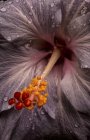 El primer plano de una flor de hibisco - foto de stock