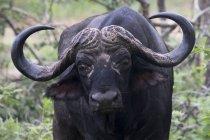 Водяний буйвол, що стоїть серед дерев — стокове фото