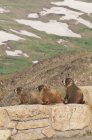 Trio of hoary marmot — Stock Photo