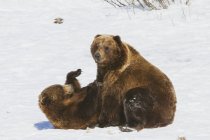 Par cativo de ursos castanhos — Fotografia de Stock