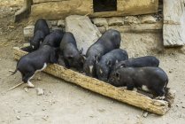 Pigs feeding trough — Stock Photo