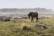 Cavalo castanho selvagem — Fotografia de Stock