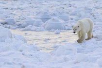 Білий ведмідь ходить уздовж узбережжя — стокове фото