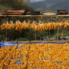 Orejas de maíz secado en bastidores - foto de stock