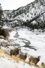 Bighorn carnero y ovejas - foto de stock