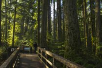 Person standing on a viewing platform in Cathedral Grove, MacMillan Provincial Park; British Columbia, Canada — Stock Photo
