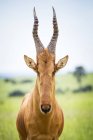 Antilope mit langem spitzen Kopf — Stockfoto