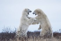 Спарринг белых медведей — стоковое фото
