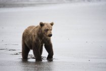 Alaskan Coastal bear — Stock Photo