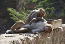 Rhésus macaque toilettage mâle — Photo de stock