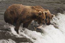 Brown bear catching salmon — Stock Photo