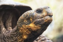 Tortoise looking upwards — Stock Photo