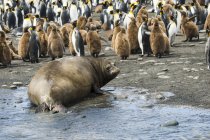 Колония пингвинов-королей — стоковое фото