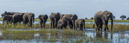 Elefantes que atravessam o rio — Fotografia de Stock