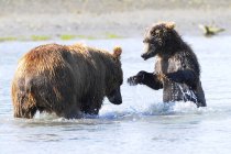 Porca urso marrom — Fotografia de Stock