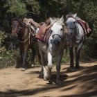 Cavalli con zaini sul sentiero — Foto stock