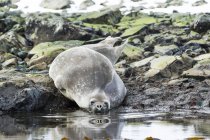 Seal laying on the rocky shore at the water's edge; Antarctica — Stock Photo