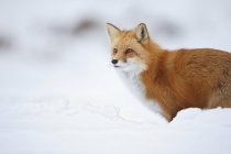 Рыжая лиса — стоковое фото