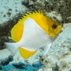 Vista da vicino del pesce farfalla giallo che nuota sott'acqua — Foto stock