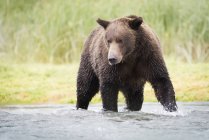 Аляскинський прибережних ведмідь — стокове фото