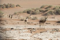 Groupe d'antilopes de Springbok — Photo de stock
