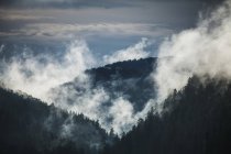 Blick auf üppigen Baumwald — Stockfoto