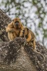 Mãe e macacos bebés — Fotografia de Stock