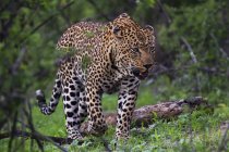 Leopardenmännchen läuft — Stockfoto