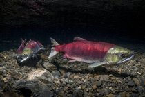 Sockeye Salmon  positioned over her redd — Stock Photo