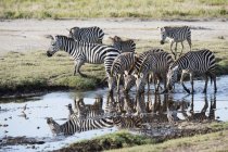 Zebras comuns beber — Fotografia de Stock