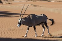 Gemsbok walking through desert — Stock Photo