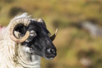 Овца с рогами — стоковое фото