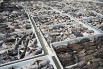Secado de pepinos de mar en los casos. Nuku alofa, Tongatapu, Tonga - foto de stock