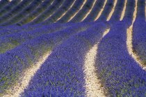 Lavender field during daytime; — Stock Photo