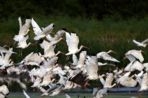 Large flock of Ibis — Stock Photo
