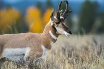 Pronghorn Antelope de pie - foto de stock