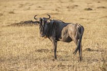 Single wildebeest on savannah — Stock Photo