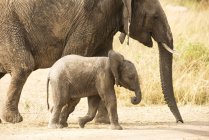 Jeune veau d'éléphant — Photo de stock