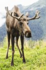 Bull moose with velvet antlers — Stock Photo