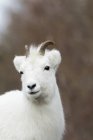 Зрелая овца Далла — стоковое фото