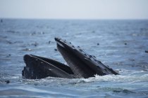 Горбатый китовый хвост — стоковое фото
