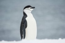 Пингвин в снегопаде — стоковое фото
